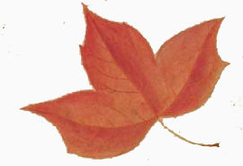 红枫叶