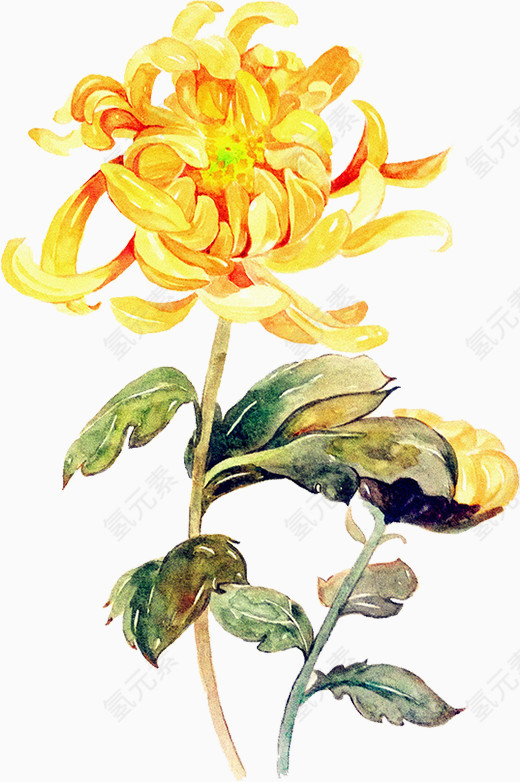 手绘油画水墨菊花花卉植物