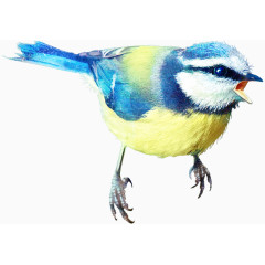 鸟虫图片手绘虫鸟元素 麻雀