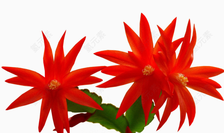 水彩花草创意花卉图片