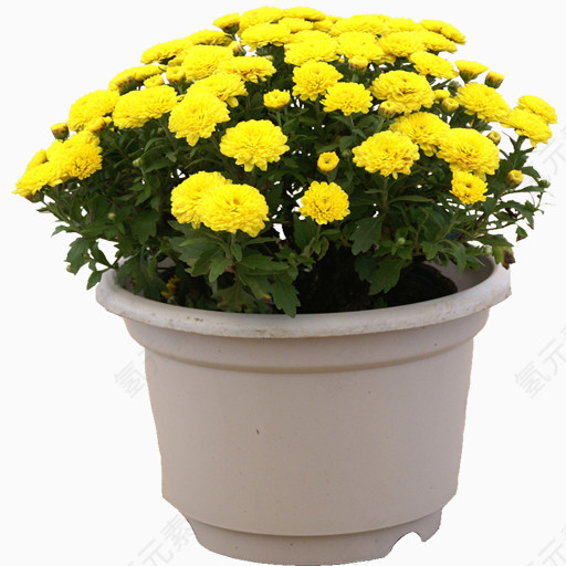 唯美花卉植物花朵素材