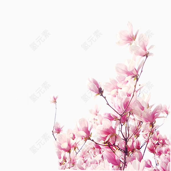 鲜花花朵