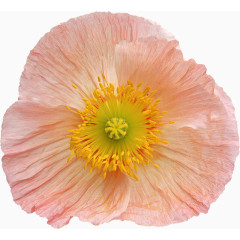 绿植花卉植物花卉素材