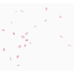 粉色花瓣高清png素材