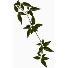 一片片树叶绿叶树枝嫩叶春天