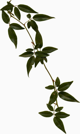 一片片树叶绿叶树枝嫩叶春天