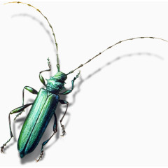 虫鸟元素动物元素