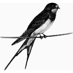 树枝上的矢量燕子