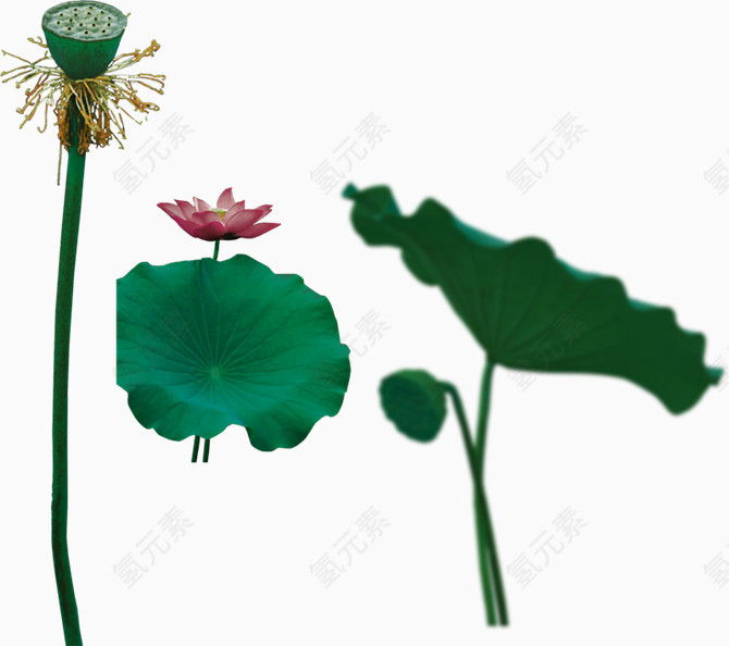 时尚风格装饰花边花朵