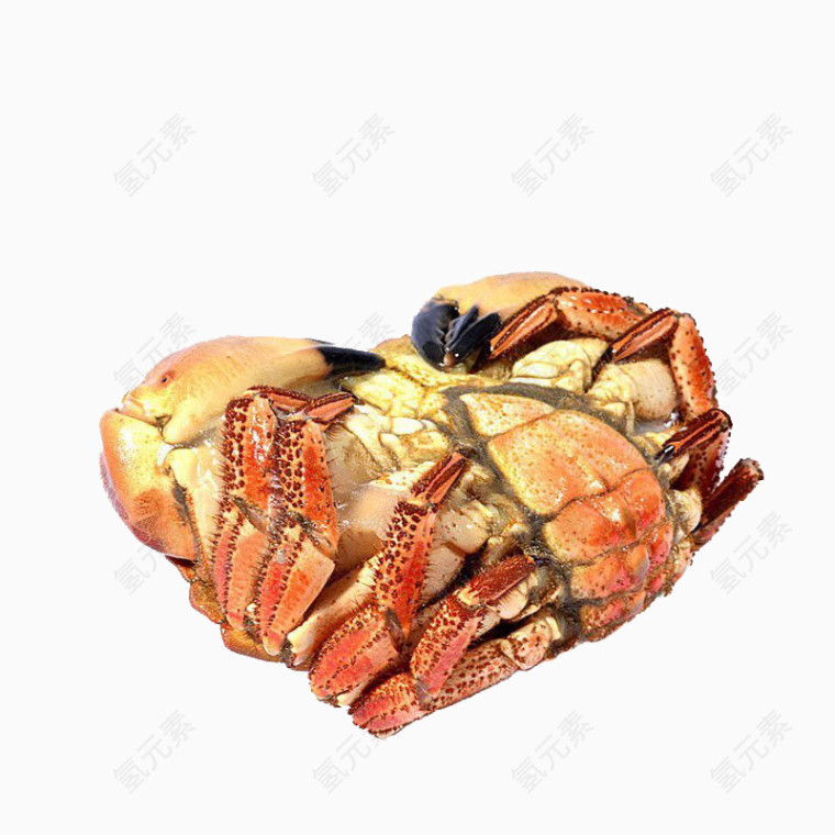 爱尔兰面包蟹