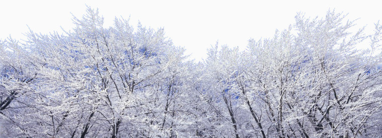 雪原森林