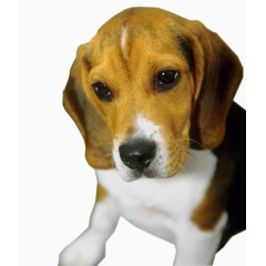 景观效果狗狗实景