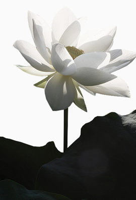 花卉图片花卉标签