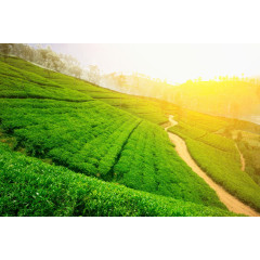 茶园风景