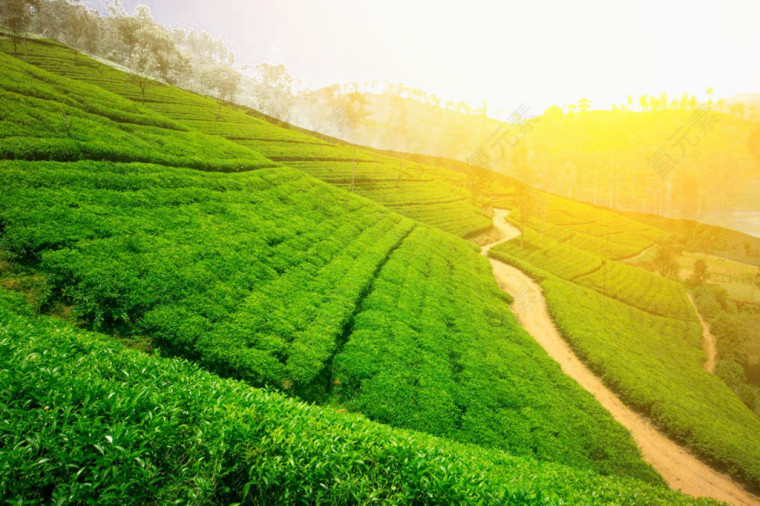 茶园风景