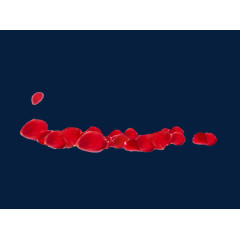 红色玫瑰花花瓣素材PNG