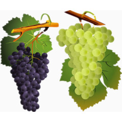 手绘新鲜的葡萄