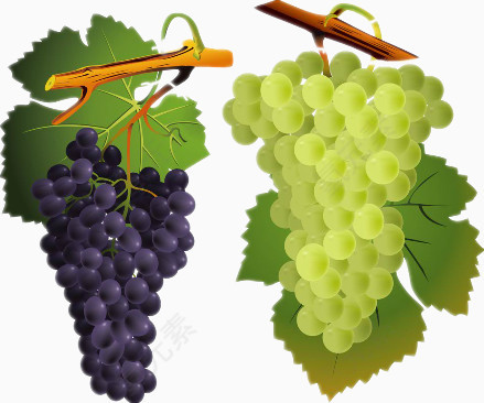 手绘新鲜的葡萄