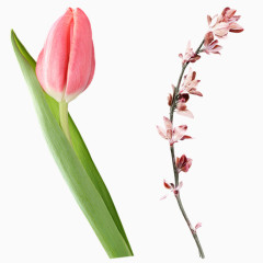 花儿PNG免抠图素材