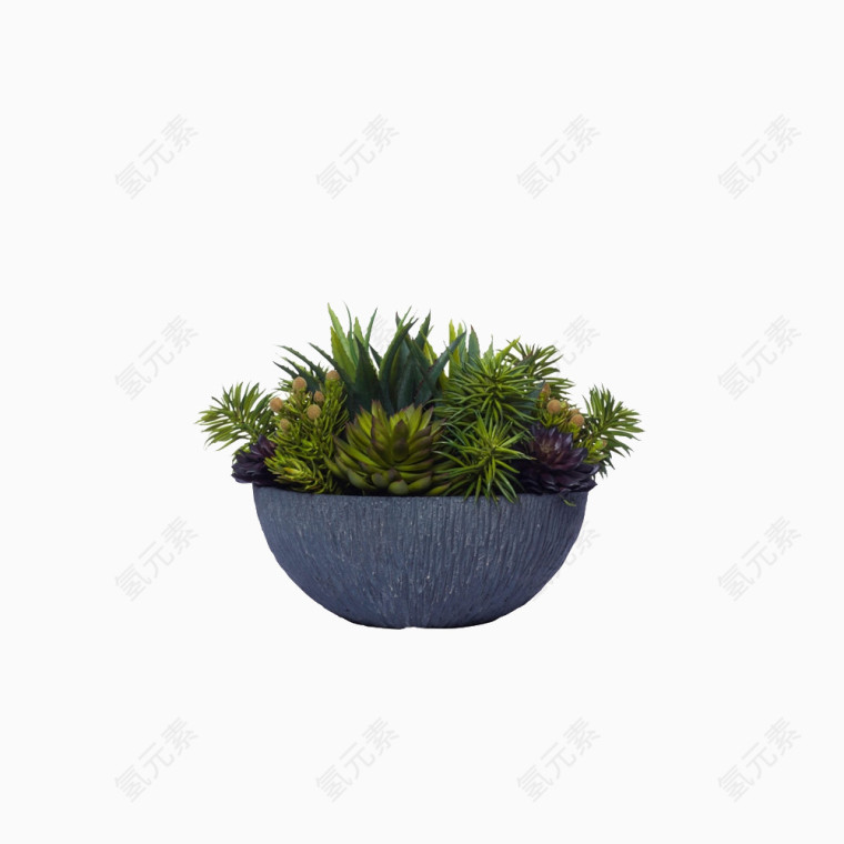 鲜花盆栽