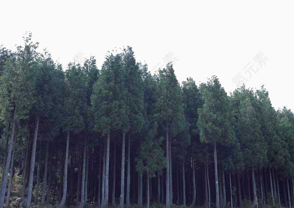 柏树森林背景