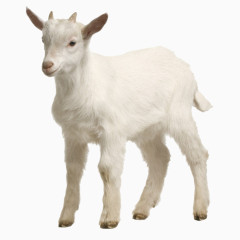 羊动物免抠PNG图片