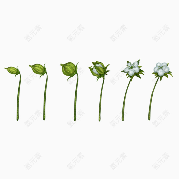 绿色棉花