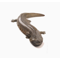 免抠素材娃娃鱼图片