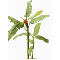 水彩手绘芭蕉扇芭蕉树芭蕉叶子热带