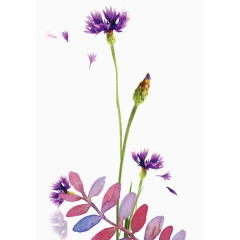 彩绘效果花纹装饰元素