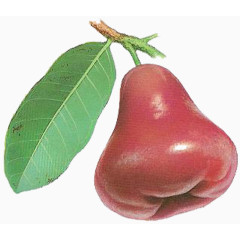 手绘莲雾图片素材