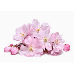 粉色樱花