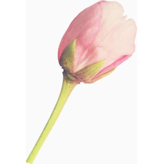 植物花卉素材花草线描