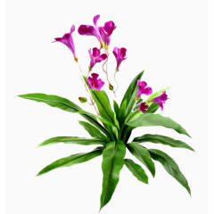 花卉标签唯美花卉图片