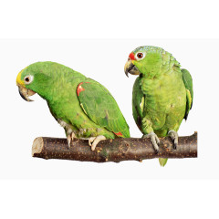 停留在树上的两只鹦鹉