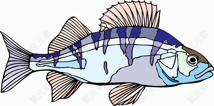 生物世界 鱼