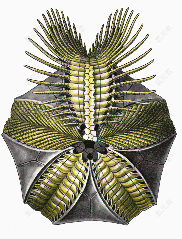 海洋生物