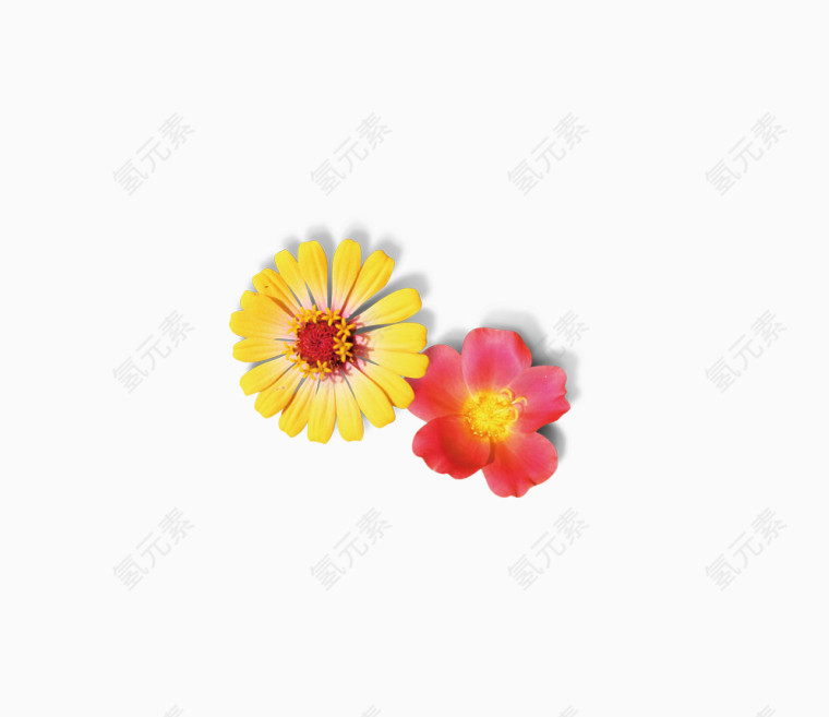 两朵小花