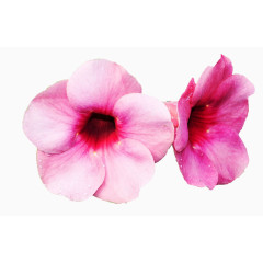 抽象鲜花图片抽象花朵