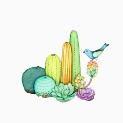 小鸟站立多肉植物