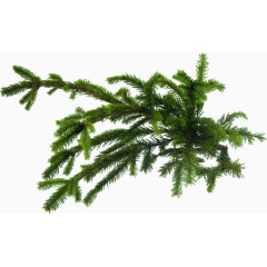 落地植物蕨类植物绿叶矮小植物