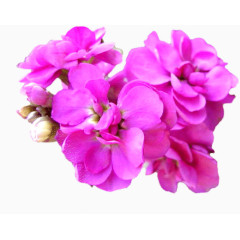 唯美花卉植物花朵素材