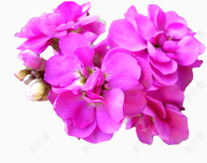 唯美花卉植物花朵素材