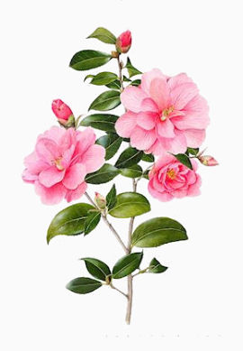 茶花