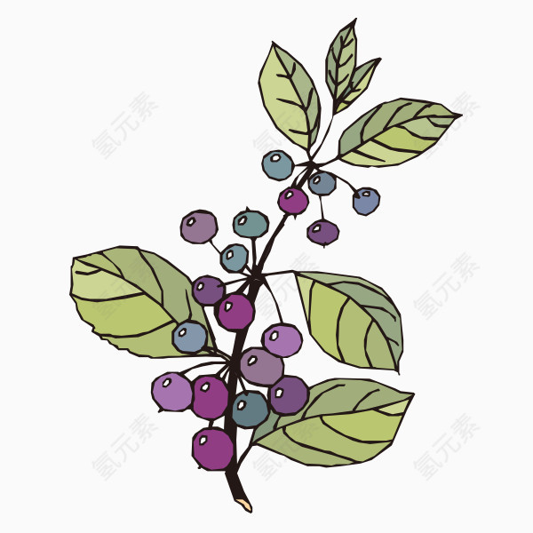 手绘水果植物