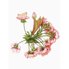 手绘粉红色的簇拥开放的花朵