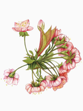 手绘粉红色的簇拥开放的花朵