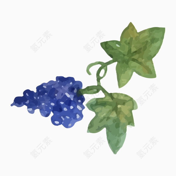 手绘水彩葡萄图片