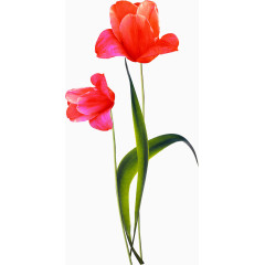 花卉图片素材花卉背景素材  红色唯美花束