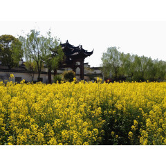 上海古镇建筑十一